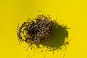 Image of an empty nest to demonstrate the incompetent empty nester