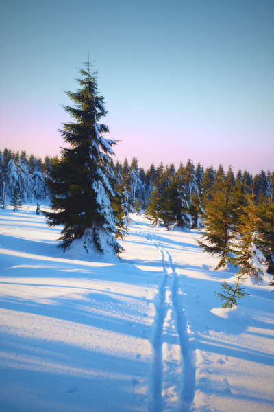 Skii tracks toward white trees covered in snow
