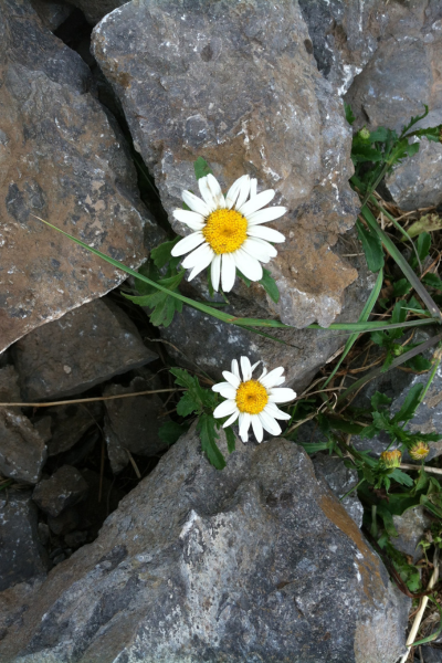 Image of flowers growing up from rocks to show perseverance as an empty nester