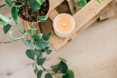 Candle and plant in a serene setting