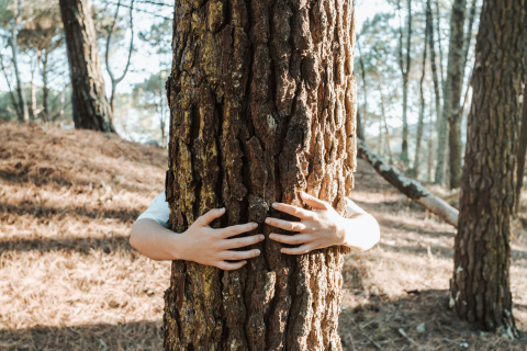 Image of person hugging a tree in a forest