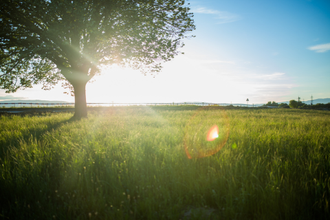 Image of tree in a field in sunshine